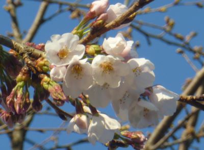 AM7:00の桜～(^_-)-☆
