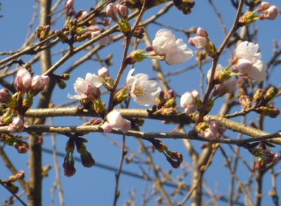 AM7:00の桜～(^_-)-☆