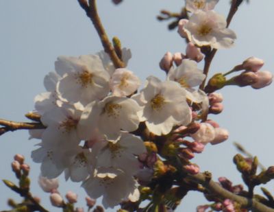 夕方の桜～～(^_^)v