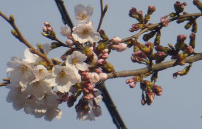 夕方の桜～～(^_^)v