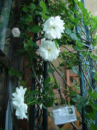 薔薇のパーティ