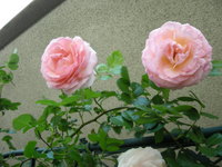 薔薇のパーティ