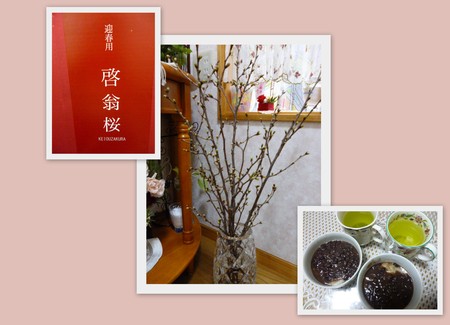 桜咲く～啓翁桜～