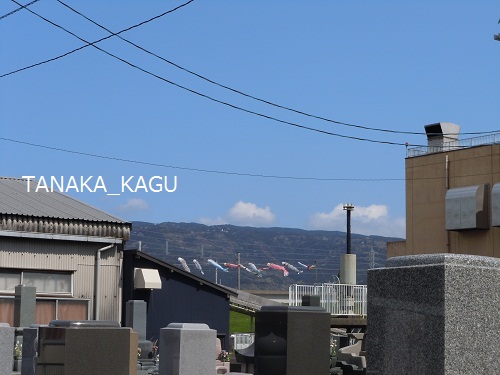 こいのぼり。