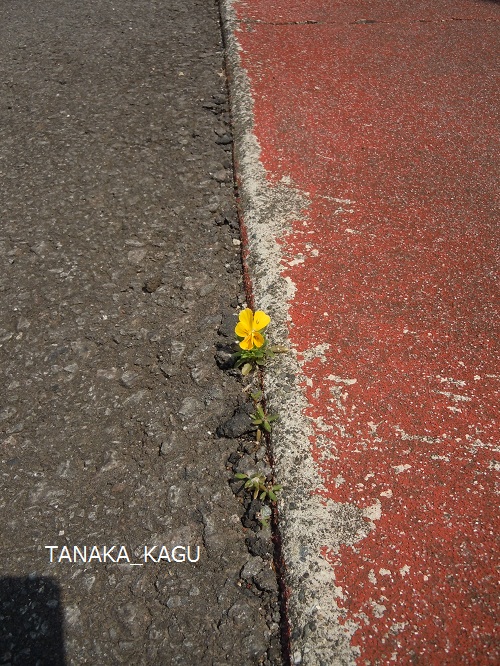 アスファルトに咲く花。