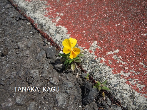 アスファルトに咲く花。