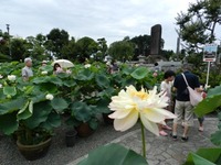 蓮の花～代通寺