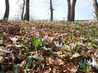 カタクリの花