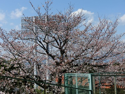 桜アルバム１