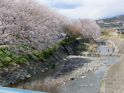 桜アルバム１