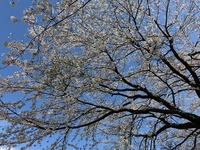 桜アルバム２