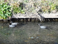 江川に住む野鳥