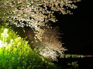 河津桜のイベント