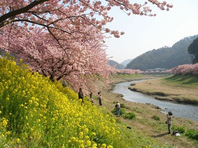 河津桜のイベント