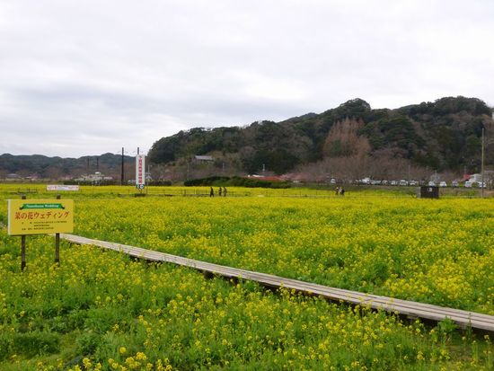 【みなみの桜と菜の花まつり】　１日延長で３／１１（日）まで