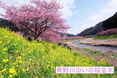 【みなみの桜と菜の花まつり】来年の開花はいかに・・・・？