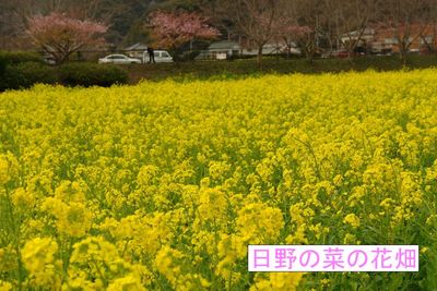 【みなみの桜と菜の花まつり】来年の開花はいかに・・・・？