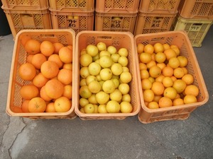 初収穫のニューサマーオレンジと筍