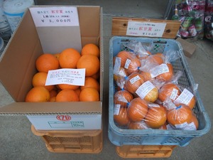 初収穫のニューサマーオレンジと筍