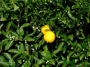 みかんの花