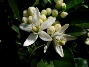 みかんの花