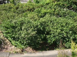 みかんの花