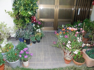 みかんの花