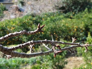 河津桜の様子…
