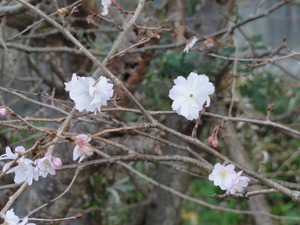 桜咲く…河津桜の狂い咲き？