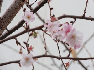 桜咲く…河津桜の狂い咲き？