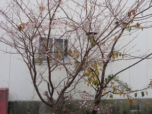 桜咲く…河津桜の狂い咲き？