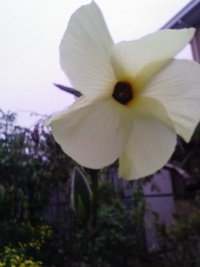 美味花