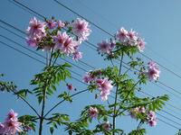 天高く　皇帝ダリア