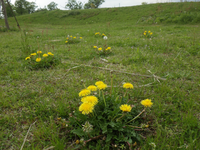 タンポポが花盛りです