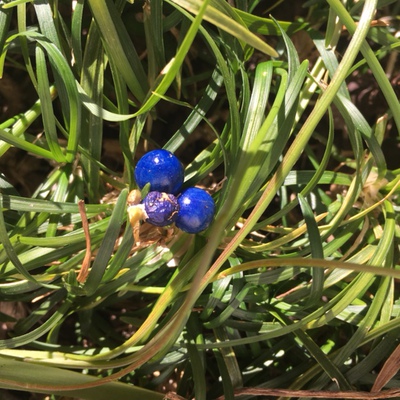 この植物、ご存じですか？