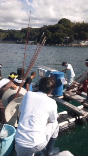 マダイ稚魚
