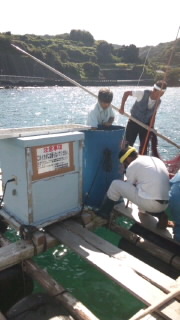 マダイ稚魚