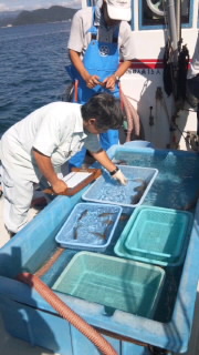 マダイ稚魚