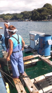 マダイ稚魚