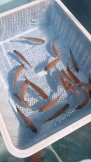 マダイ稚魚