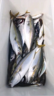 真正丸 17日(土)午前船 釣果