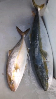 真正丸 17日(土)午前船 釣果