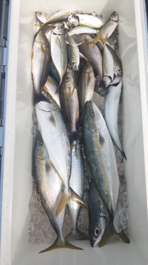 真正丸 1日(土)午前船 釣果
