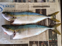今回のタチウオで感じたこと・・・