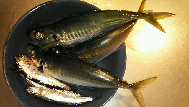 昨日の釣果・・・