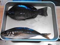 地磯釣果in下田（カゴ釣り・イサキ）