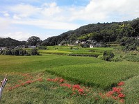 た・台風は何処・・・＆タナ取りゴムのご質問について補足