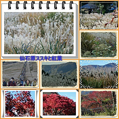 仙石原のススキと紅葉