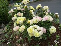 バラの花満開 2013/05/13 10:02:08