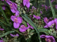 雨の中の花達 2013/05/20 06:37:41